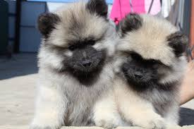 keeshond kupit v ulan ude rossiya cena 35000 obyavlenie 2981