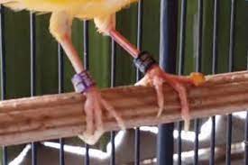 We did not find results for: 3 Cara Mengobati Kaki Muraibatu Bentol Atau Bubulan Dengan Mudah Pamankicau