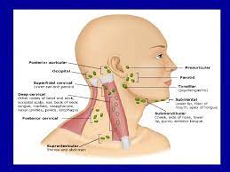 Abdominal lymph node anatomy lymphatic spread of malignanciesliver hepatocellular carcinoma (hcc) is the most common primary visceral malignancy  12 . Lymph Nodes Examination Examination Of The Lymphatic System