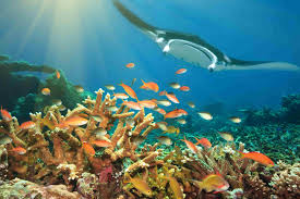 Cartilaginous fish are jawed vertebrates with paired fins, paired nares, scales, a heart with its chambers in series and skeletons made of cartilage rather than bone. Fish