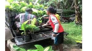 Check spelling or type a new query. 0823 2773 2765 Telkomsel Pohon Pisang Berkembang Biak Dengan Cara Apa Youtube