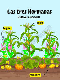 El método de cultivo conocido como "Las Tres Hermanas" o "Milpa Americana" es una técnica tradicional de agricultura utilizada por los pueblos indígenas de América del Norte y Central, especialmente los mayas