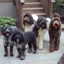 They are bred with companionship in mind. Goldendoodle Puppies In Virginia Top 5 Breeders 2021 We Love Doodles