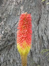 Image result for Kniphofia princeae