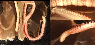 Image result for Polychaeta spp.