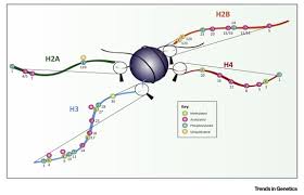 Owned by freddie mac, fannie mae, va, fha or usda) and is a result of the coronavirus, then it will not be reported to the credit bureaus per the. Lateral Thinking How Histone Modifications Regulate Gene Expression Trends In Genetics
