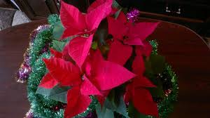 Blumen Weihnachtsstern Warum Die Blätter Nicht Erröten