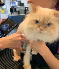 When it does occur, it most commonly develops in the small intestine. Early Detection Is Key Screening Test Could Improve Lives Of Cats With Heart Disease