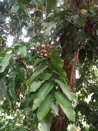 Image result for Aphanamixis polystachya