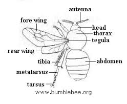 the bumblebee body overview