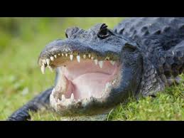 Tourist Hops On Back Of Deadly Saltwater Crocodile In Australia Youtube