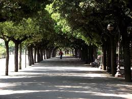 Tree Lined Street Street Trees Tree Line Street