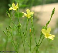 Image result for Limeum sulcatum