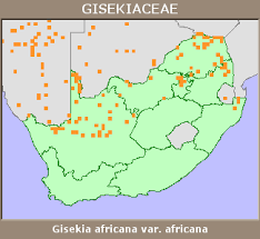 Image result for Gisekia africana