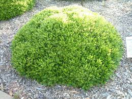 The thick, leathery leaves of this plant are about 4. Pittosporum Tobira Wheeler S Dwarf Backyard Plants Fairy Garden Plant Images