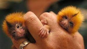 Ok Last One For Today Finger Monkey Tiny Monkey Pygmy Marmoset