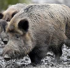 35 jahre nach tschernobyl sind bayerische wildschweine immer noch belastet. 30 Jahre Tschernobyl Bayerns Pilze Und Wildschweine Strahlen Immer Noch Welt