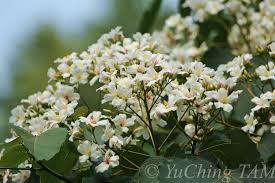 Image result for Vernicia