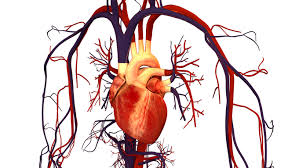 A fish's heart has four chambers. Overview Of The Circulatory System Boundless Biology