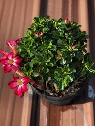 Image result for Ctenium somalense