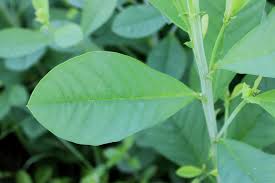 Image result for Crotalaria bemba