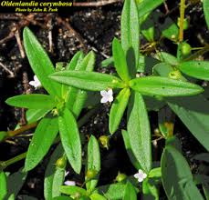 Image result for Oldenlandia cana