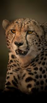 A collection of the top 42 cheetah iphone wallpapers and backgrounds available for download for free. Cheetah Predator Darkness 1125x2436 Iphone 11 Pro Xs X Wallpaper Background Picture Image