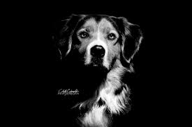 Artistic Low Key Portrait Photography For Dogs In Dortmund Germany Low Key Portraits Low Key Photography Dog Photography Artistic