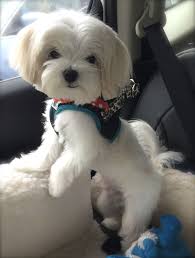 Pin On Posh Business Pleasure The Blue Pink Maltese Dog