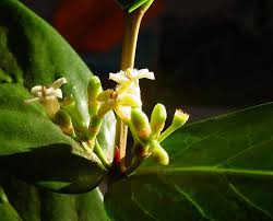 Image result for Pyrostria