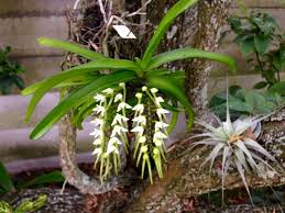 Image result for Tridactyle