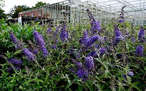 Soll oder darf man nun buddleja davidii im eigenen garten pflanzen oder nicht? Sommerflieder Ellen S Blue Pflanze S Einzelsorten Salbei Sussholz Pflanzen Saatgut Ruhlemann S Krauter Und Duftpflanzen