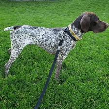 Über 7 millionen englischsprachige bücher. German Shorthaired Pointer Dogs For Adoption