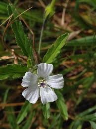 Image result for Monsonia angustifolia