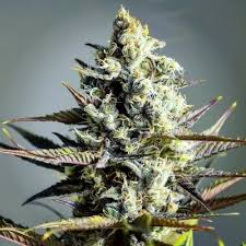 Maybe you would like to learn more about one of these? Top 10 Best Kush Strains Cannaconnection Com