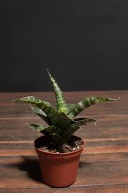 Image result for Sansevieria