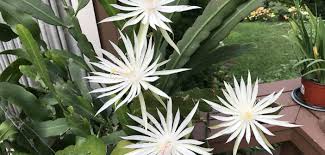 Orchid cacti can become dinner for certain insect pests. Epiphyllum Hookeri Hooker S Orchid Cactus World Of Succulents