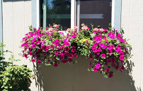 Gorgeous window boxes will add some color and character to your house, and they work with every season. Step By Step Guide To Planting A Window Box