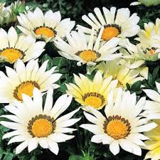 Gazania Blossoms Open Up During The Daytime And Stay Shut When The Sun Isn T Shining Beautiful Flowers Perennials Blossom