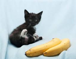 All you need to know. Can Cats Eat Bananas Petfinder
