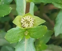 Image result for Enydra