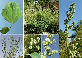 Image result for Chenopodium opulifolium