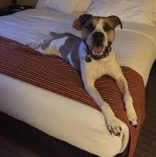 I am eager to know on which website you have found dogs allowed in my. Holiday Inn Saratoga Springs Pet Policy Pet Friendly Hotels Pet Travel Pets