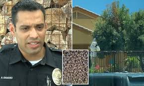 Arizona man killed and five others injured after being stung by a swarm of  bees