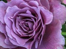 Picture botanical name common name borders info : Angel Face Floribunda Rose