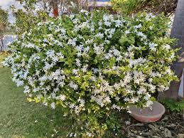 Image result for Jasminum multipartitum