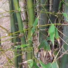 Image result for Bambusa balcooa