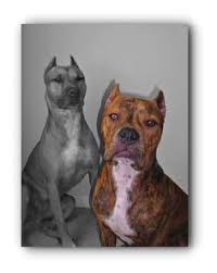 pitbulls bully pitbulls collars and harness click visit link above to see more pitbullsart pitbullsbully pitbul pitbulls pitbull dog pitbull puppies