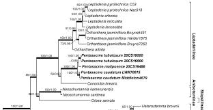 Image result for Neoschumannia cardinea
