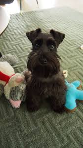 Coco My Sweet Little Girl What A Darling Little Mini Schnauzer Just Adorable Perros Snauzer Perros Perros Schnauzer